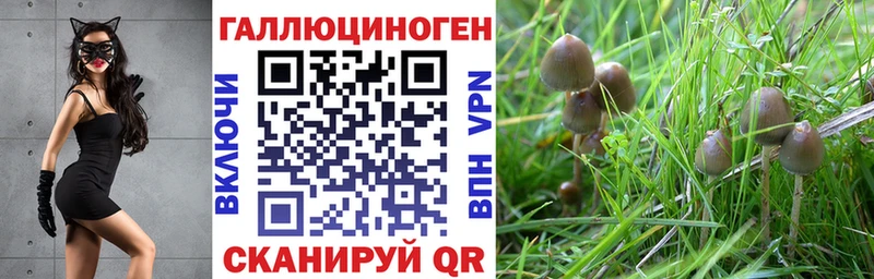 Галлюциногенные грибы Cubensis  где купить наркотик  hydra рабочий сайт  Болотное 